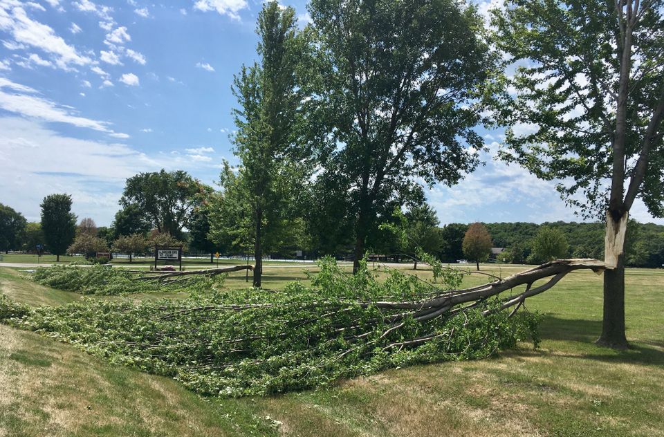 Treedamage