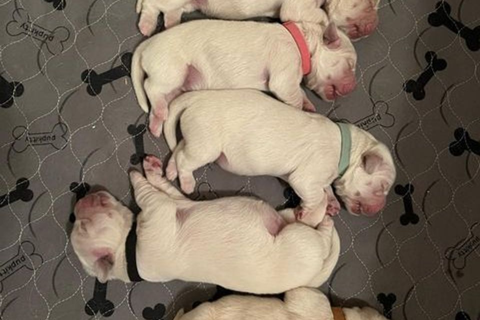 Pup5