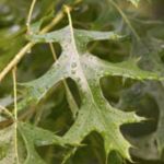 Plant species guide — pin oak 800x800 1