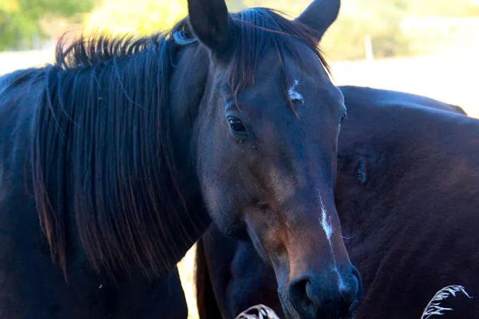 Aiken