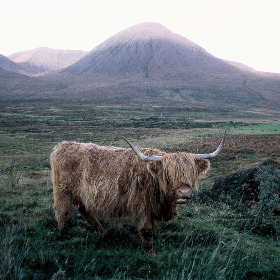 Chuckgraham highlandcow img01520160712 1829 1fl2kir