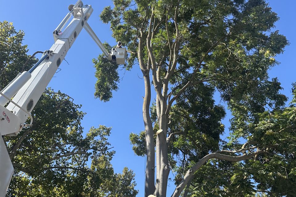 Precision tree trimming and canopy pruning in Dixon and Esparto CA by The Arbor Tree Service Company