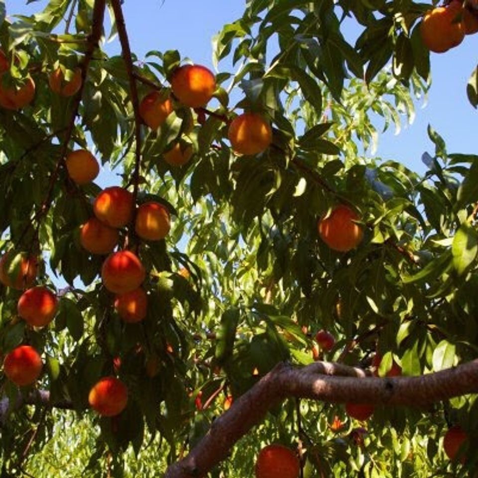 Peaches