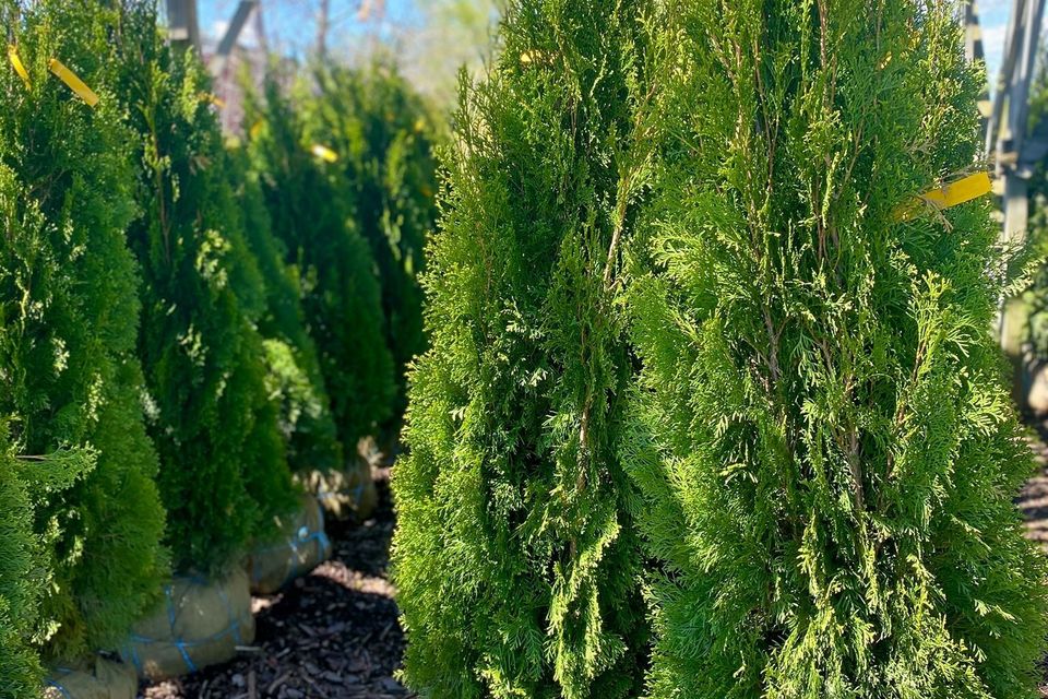 Arbs 3