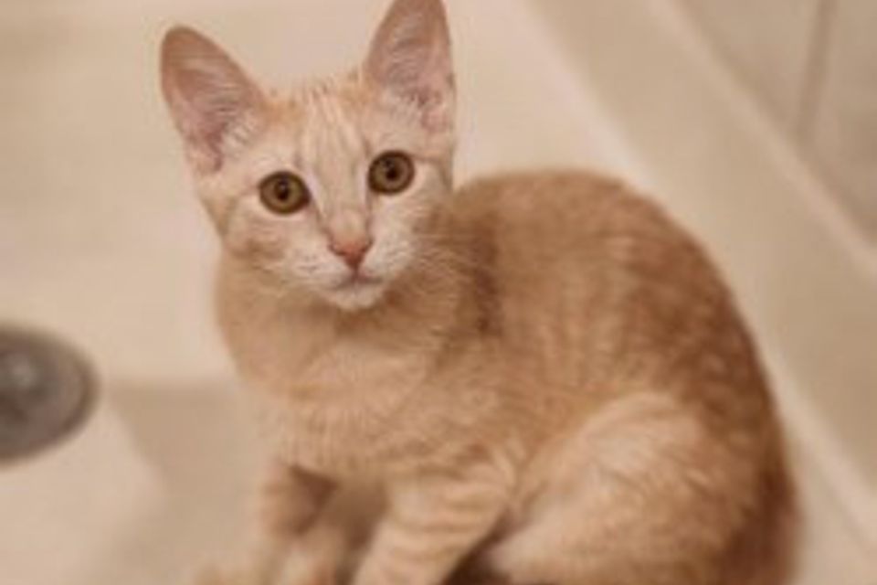 Getattachmentthumbnail (8)