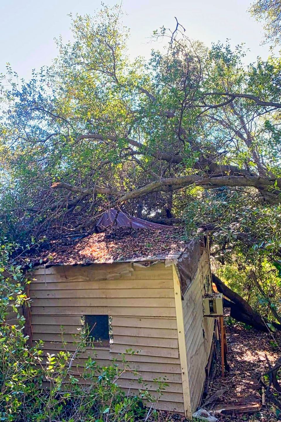 Emergency tree removal service for a large oak tree that collapsed and crushed a backyard garden shed after a severe storm in El Dorado County