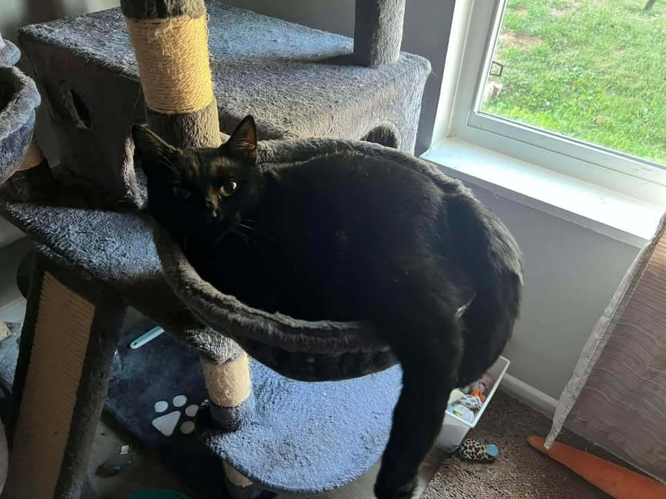 Midnight (courtesy post) 3