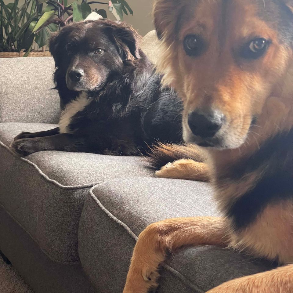 Dog Daycare, InHome Dog Training & Dog Boarding Services near New