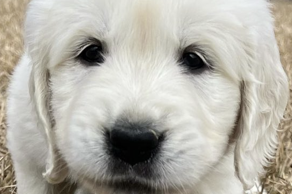 Cpr pup