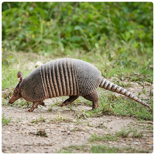 Armadillo