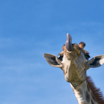 Giraffe g9dfb9c504 1920