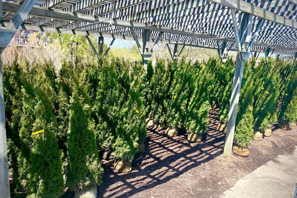 Arbs 2