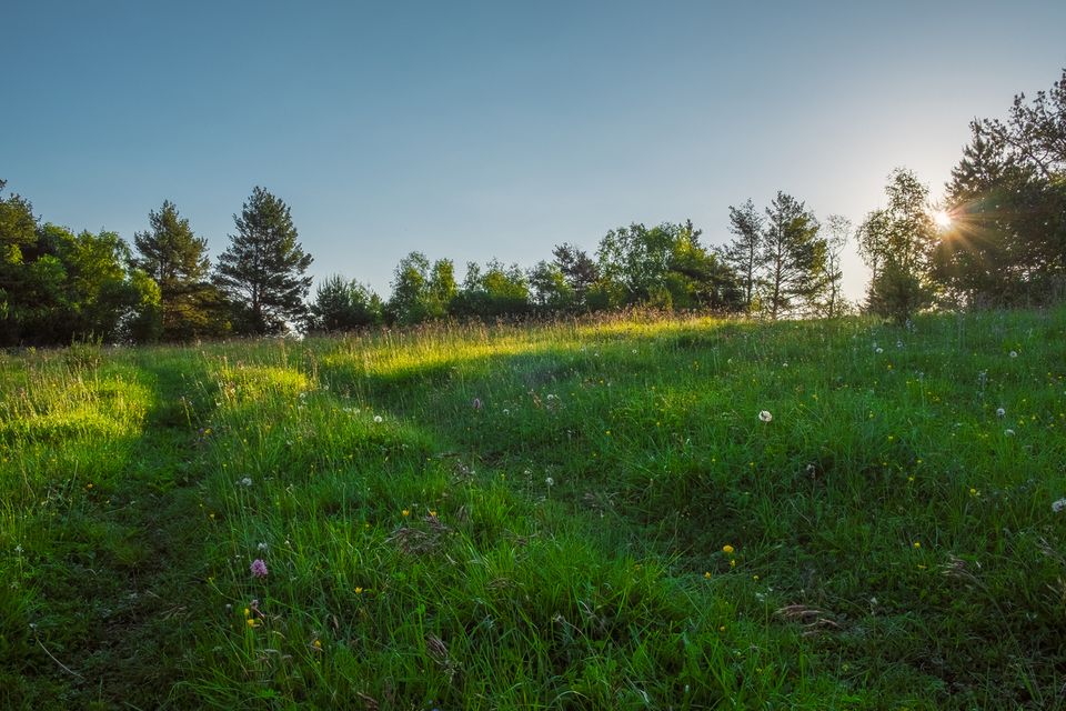 Nashestatesgrassylot