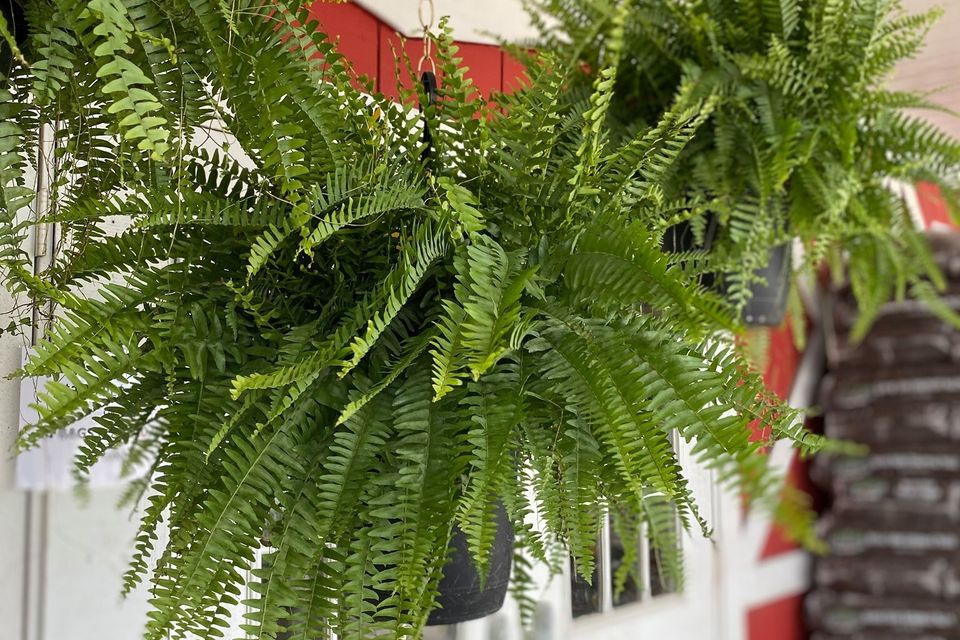 Ferns