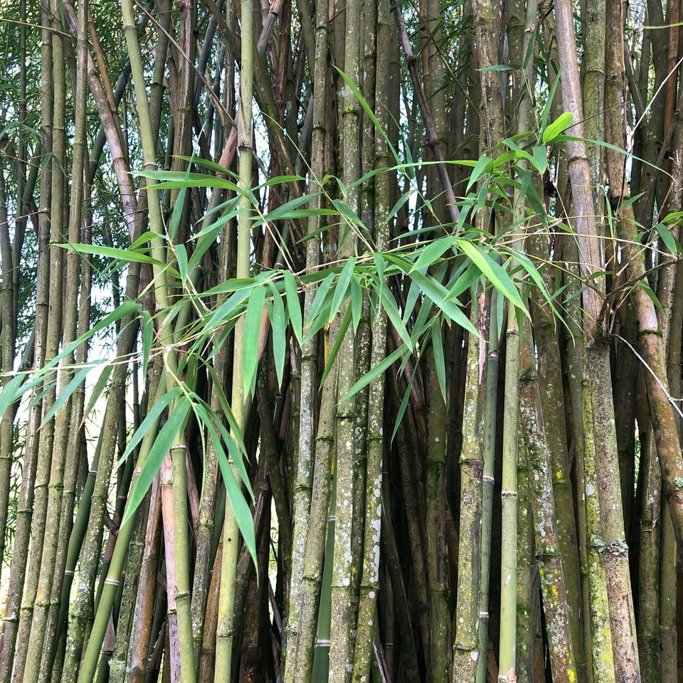 Bamboo stand