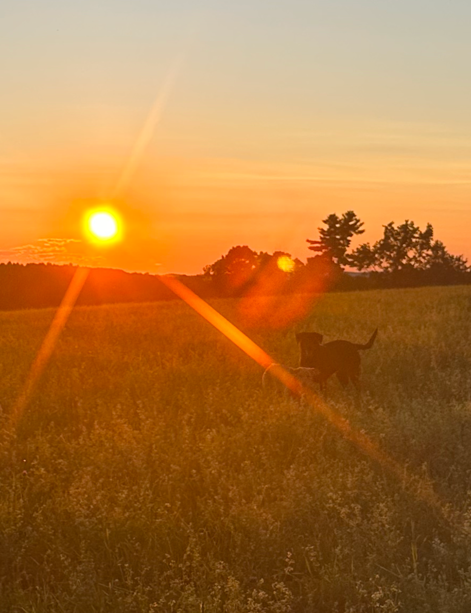 The Hub Regen Farm in Owego, NY sunset and black lab