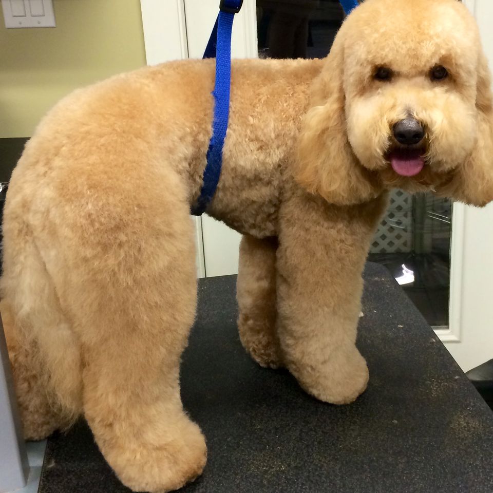 After   golden doodle
