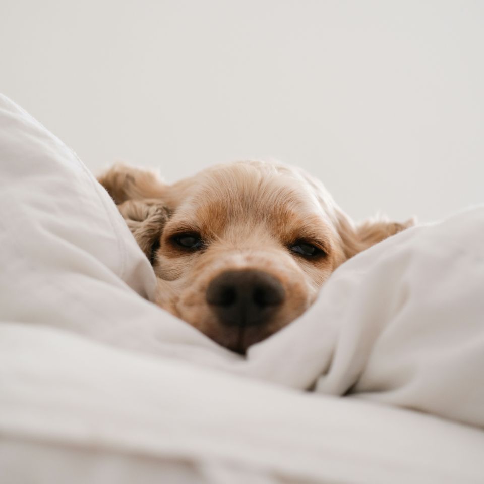 Connor home 5tauz4ufedo unsplash