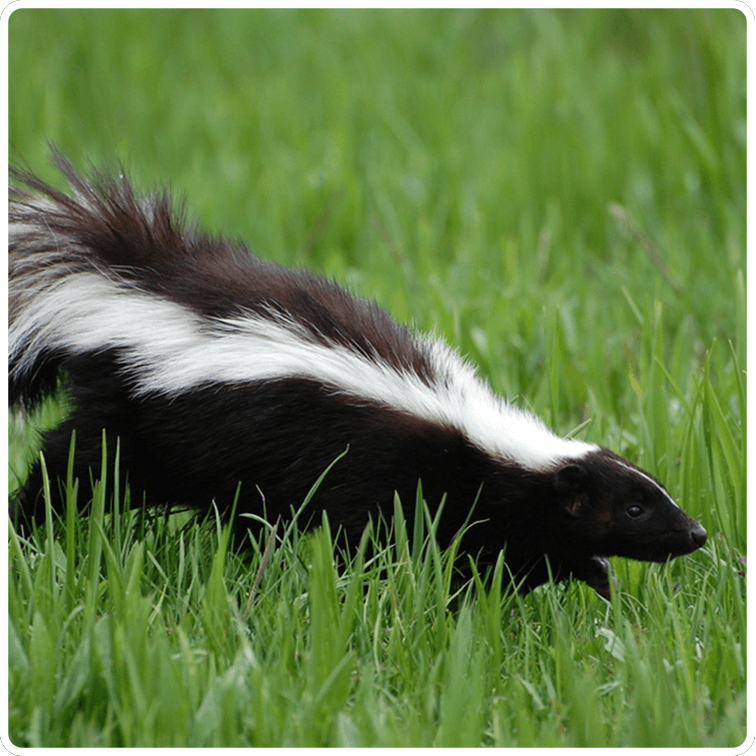 Wildlife skunk