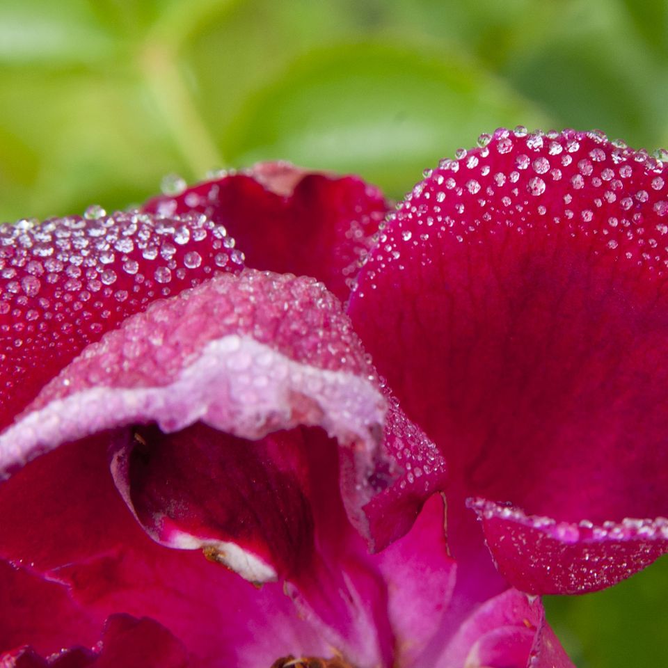 Rc fl red rose dew 1