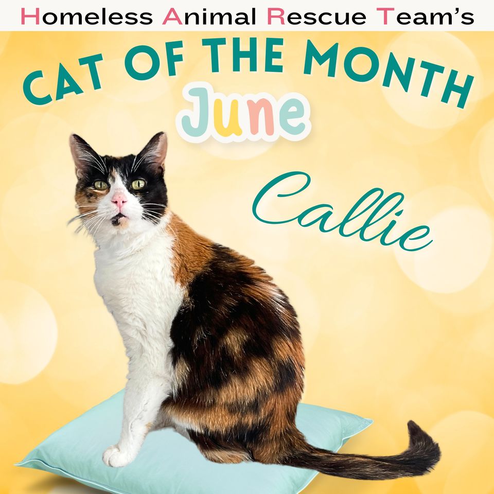 June cat of the month callie