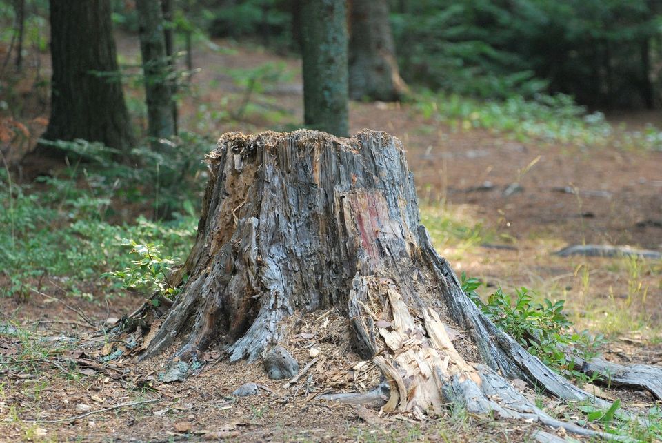 A tree stump ready for grinding