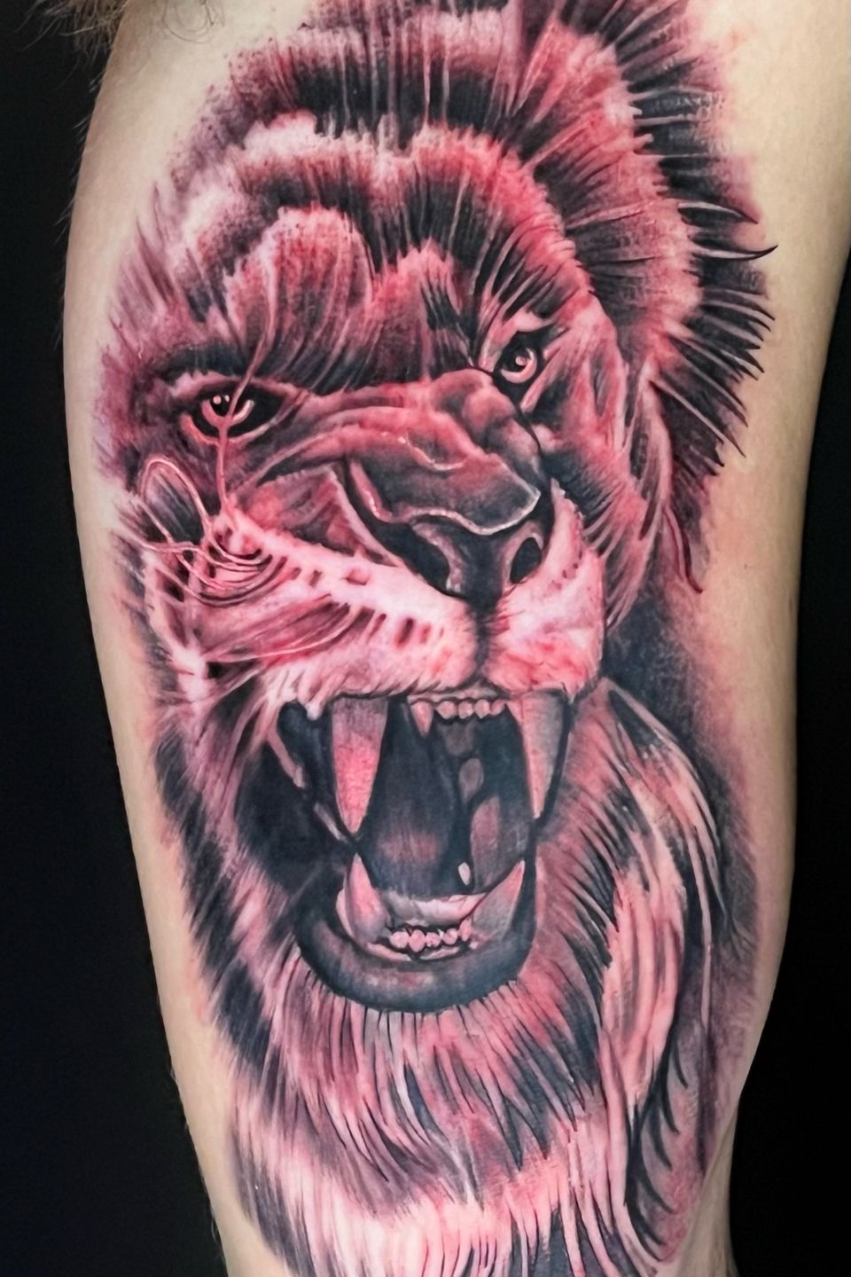 Josh lions roar