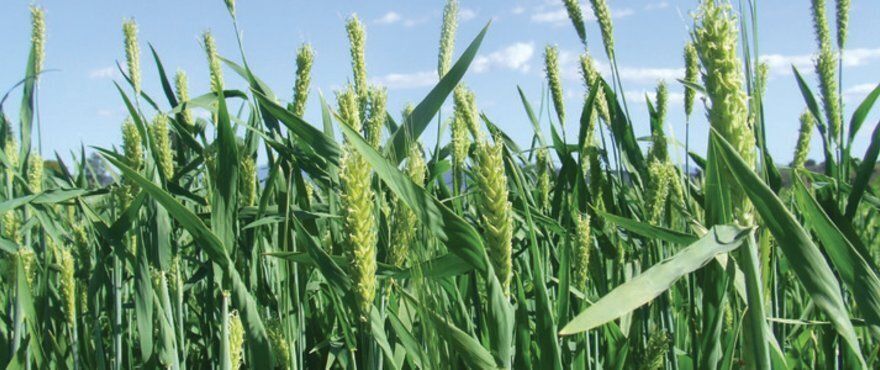 Barley Seeds and Plants