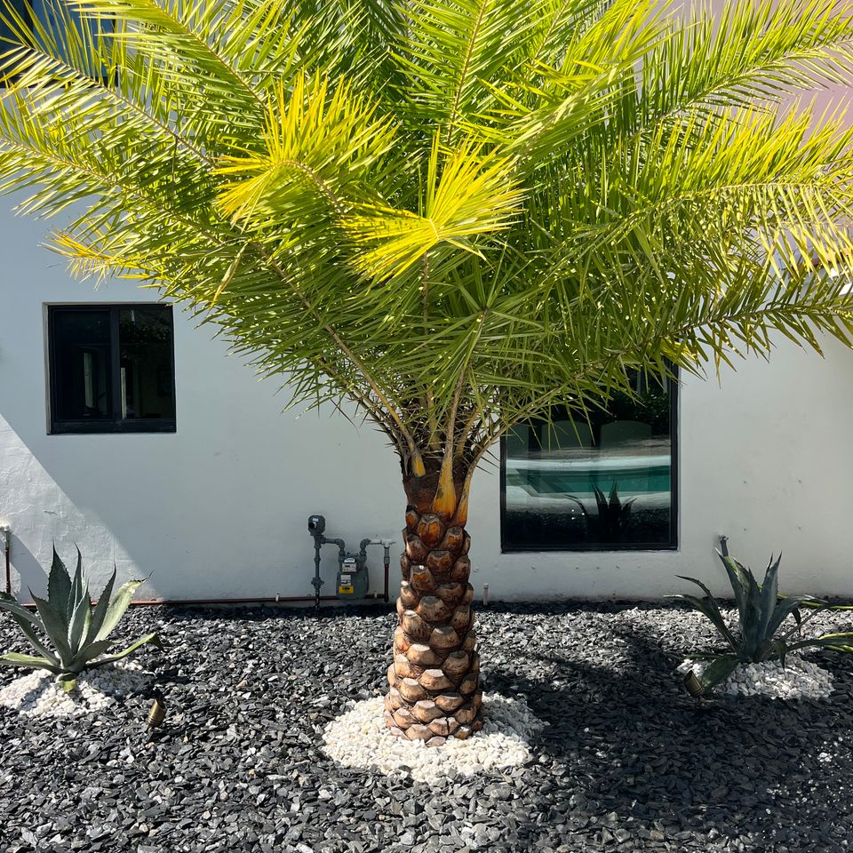 Palm tree with rock