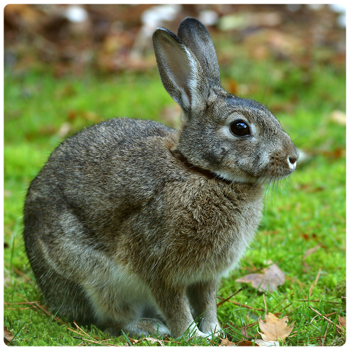 Rabbit