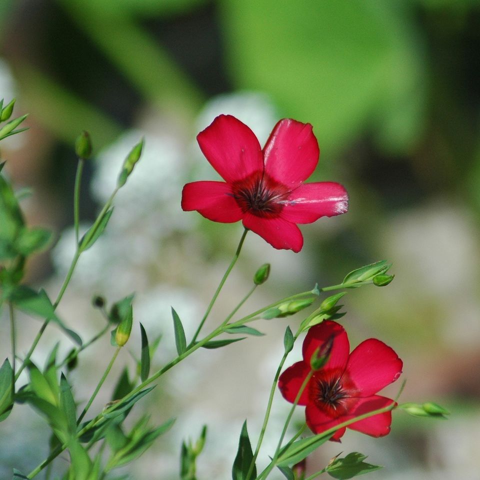 Flowers 55e6d44242 1920