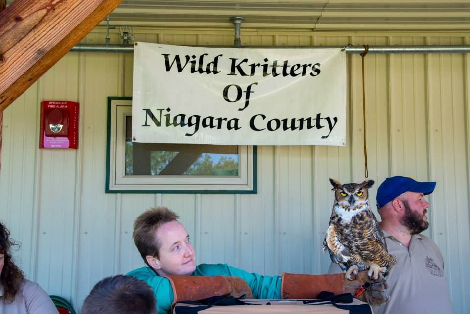 Wild Kritters Show Display