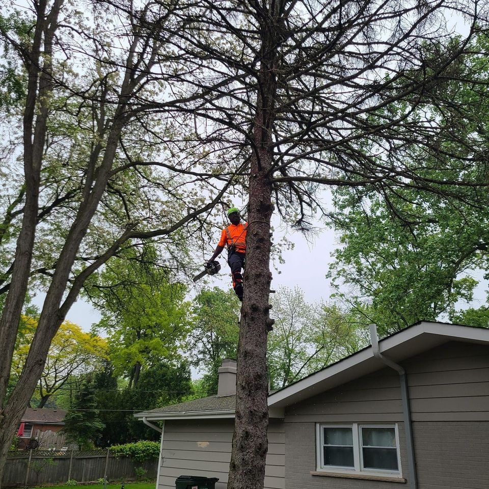 Tree Trimming - Bobby Tree Care LLC
