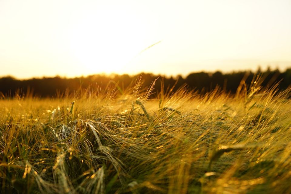 Barley - Eastern Colorado - ECSEEDS