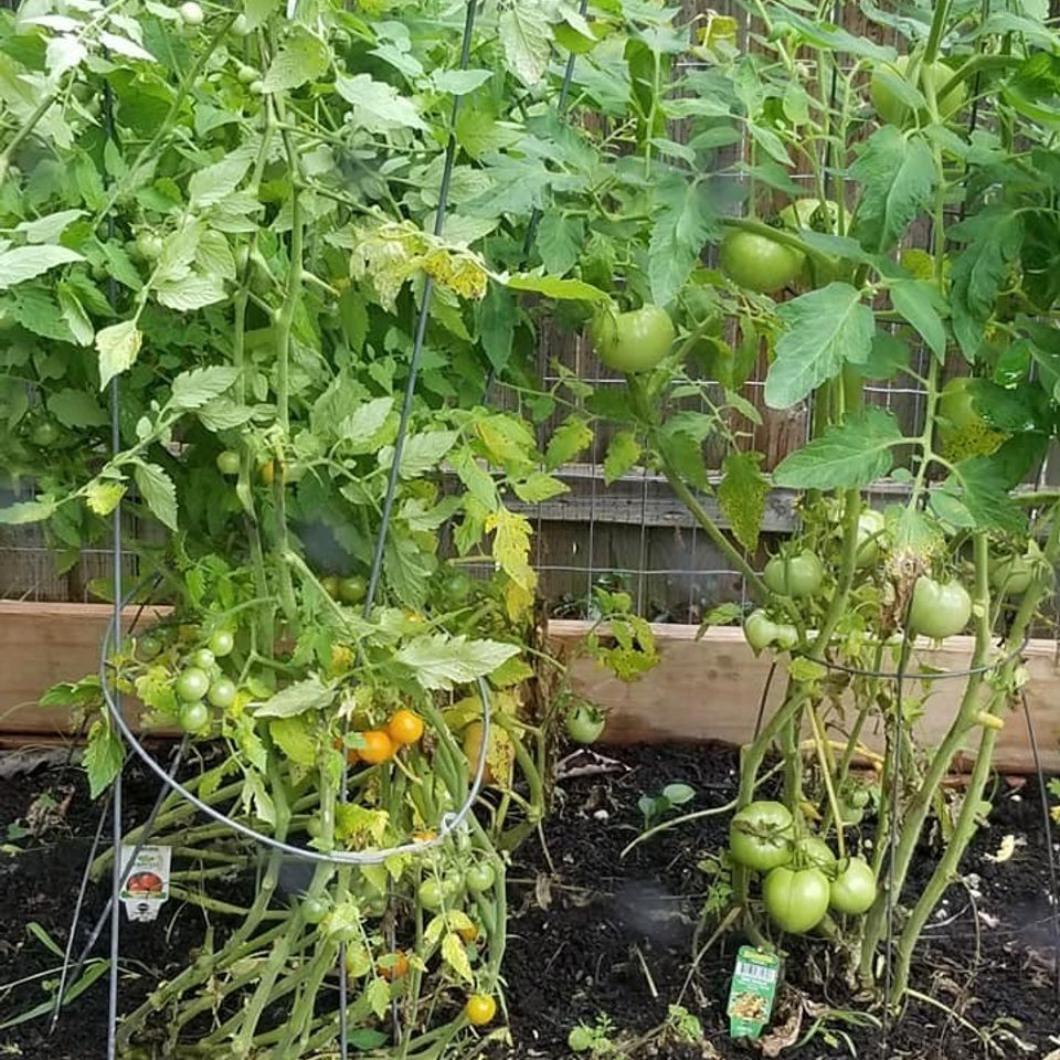 Tomatos