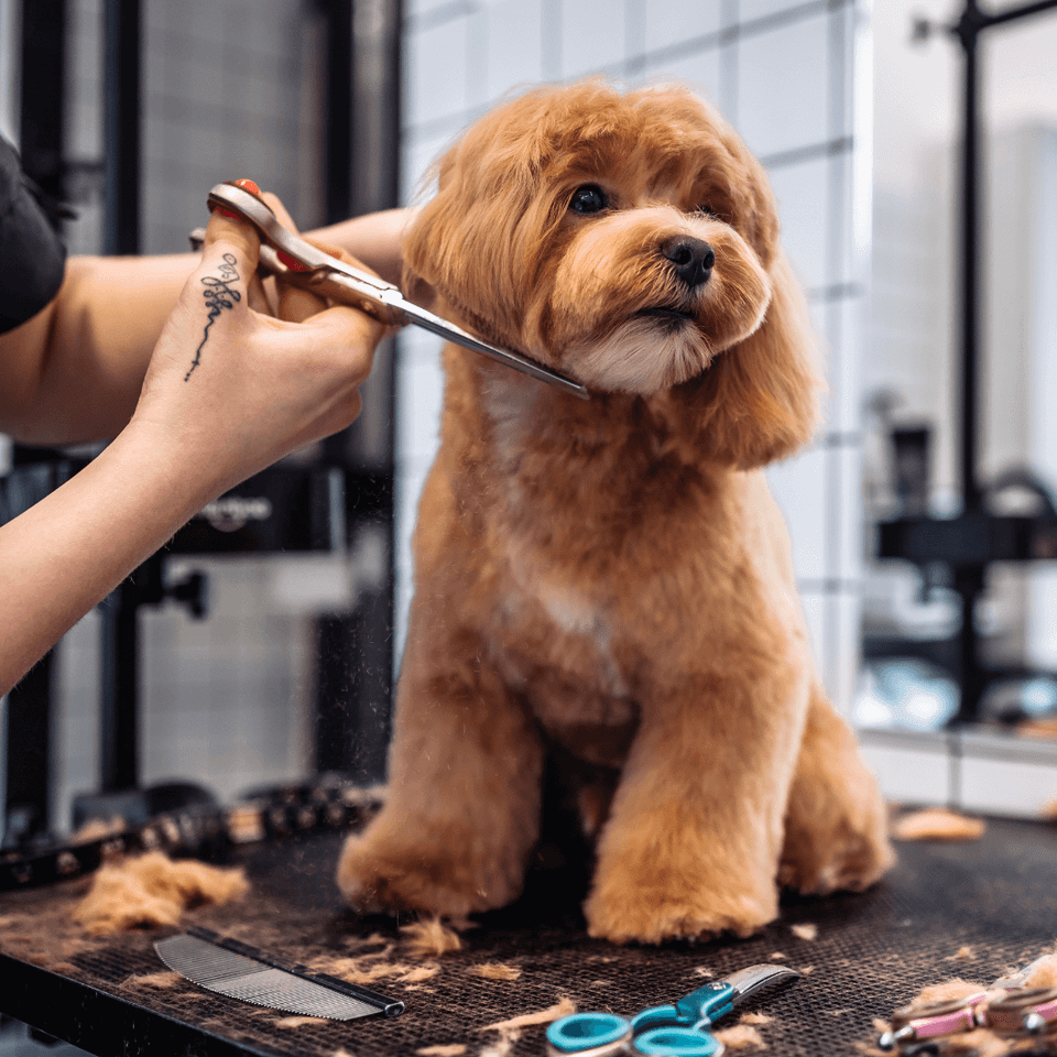 Dog trimming and fur blowout