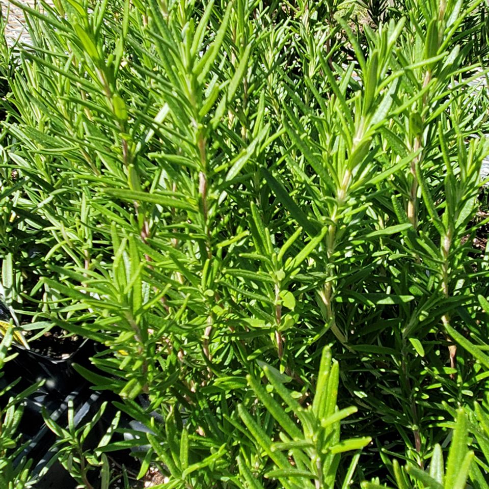 Rosemary