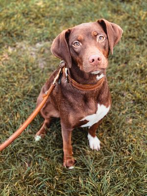 Dog walking Pet Sitting