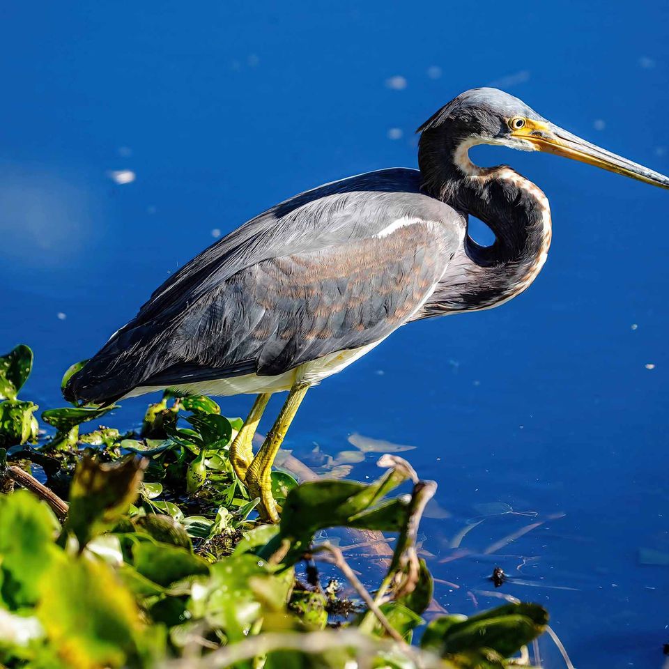 Heron keep website