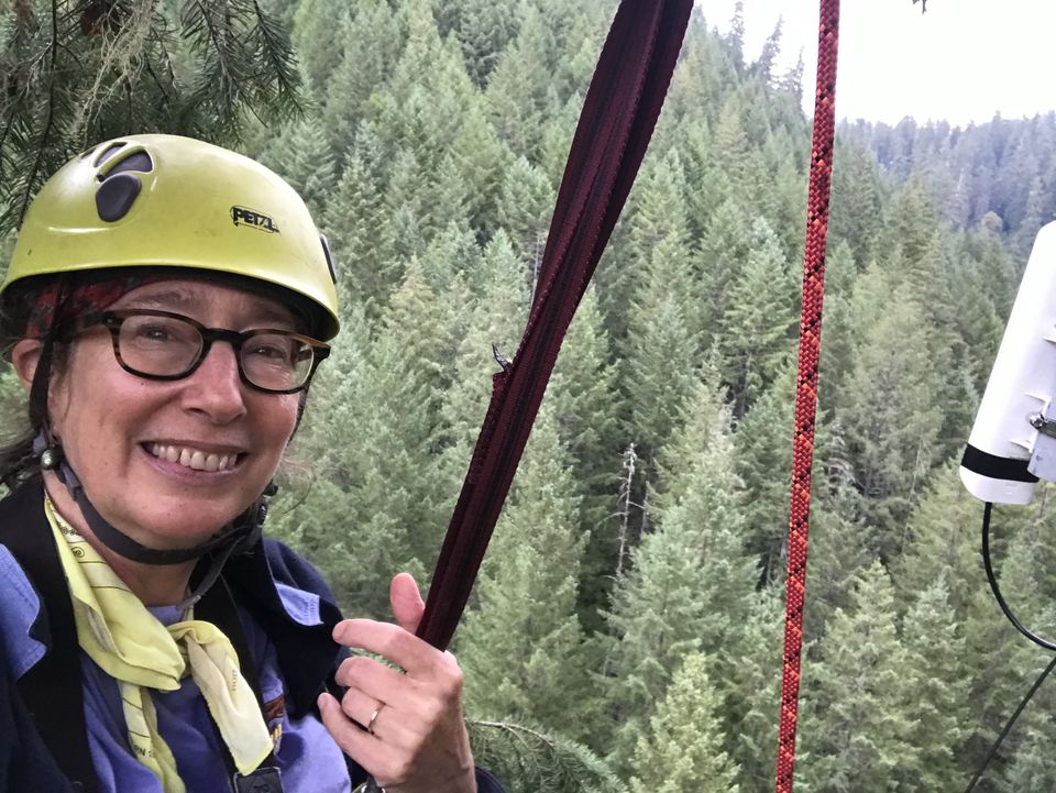 Book talk—the trees are speaking