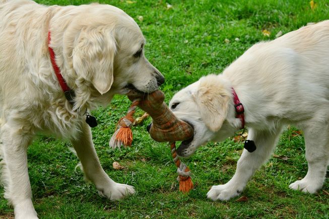 Dogs 2556820 1920