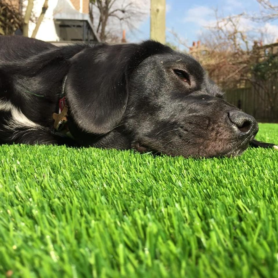 Artifiturf pro doggiegrass