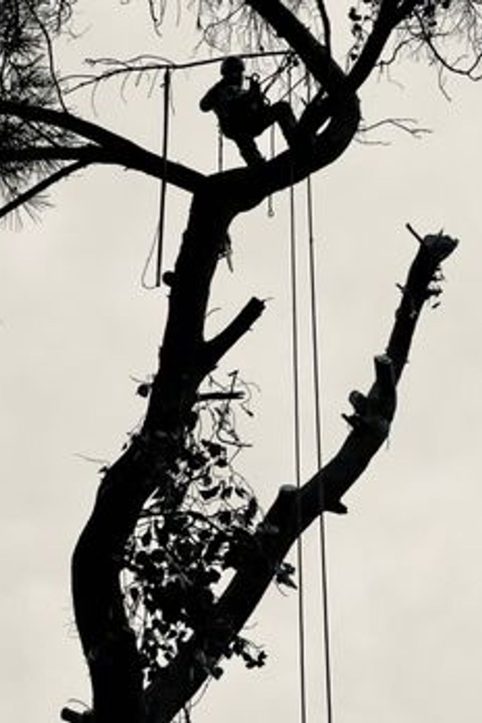cheap tree trimming sacramento