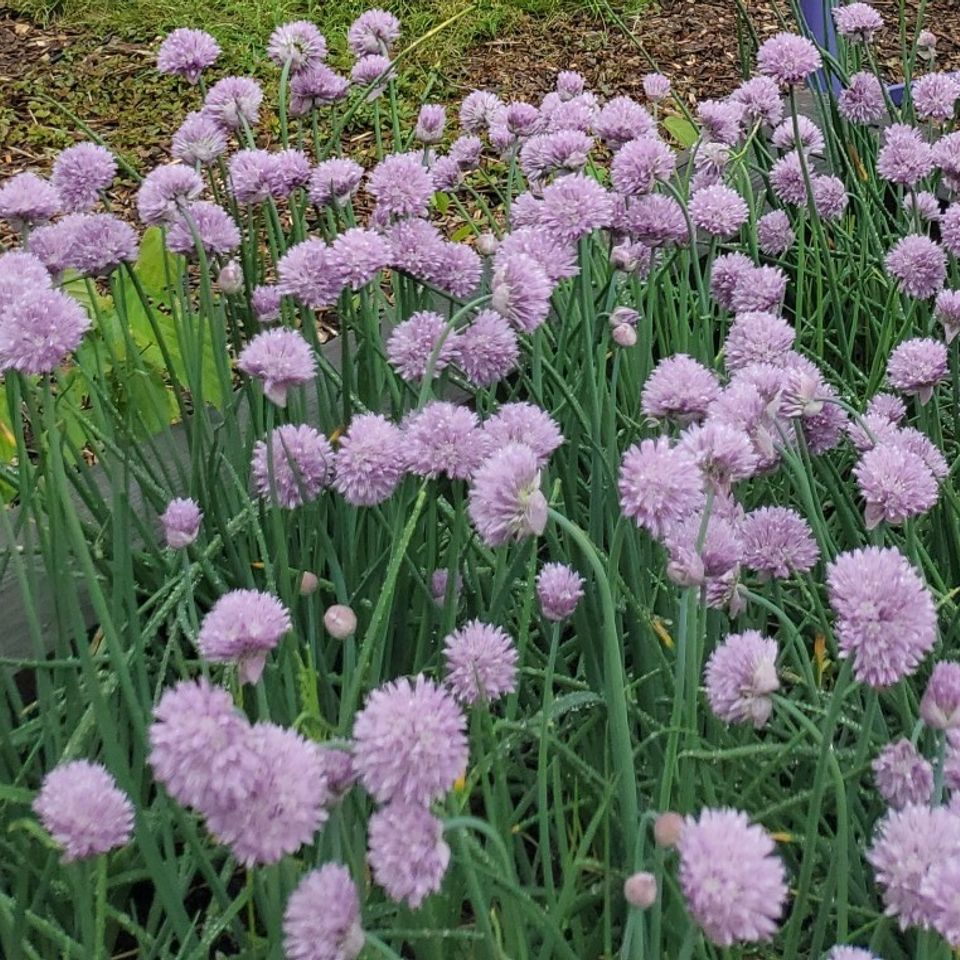 Chives