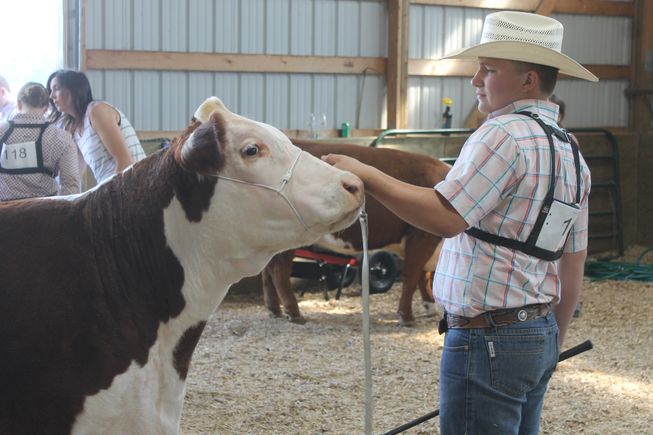 1 beef show