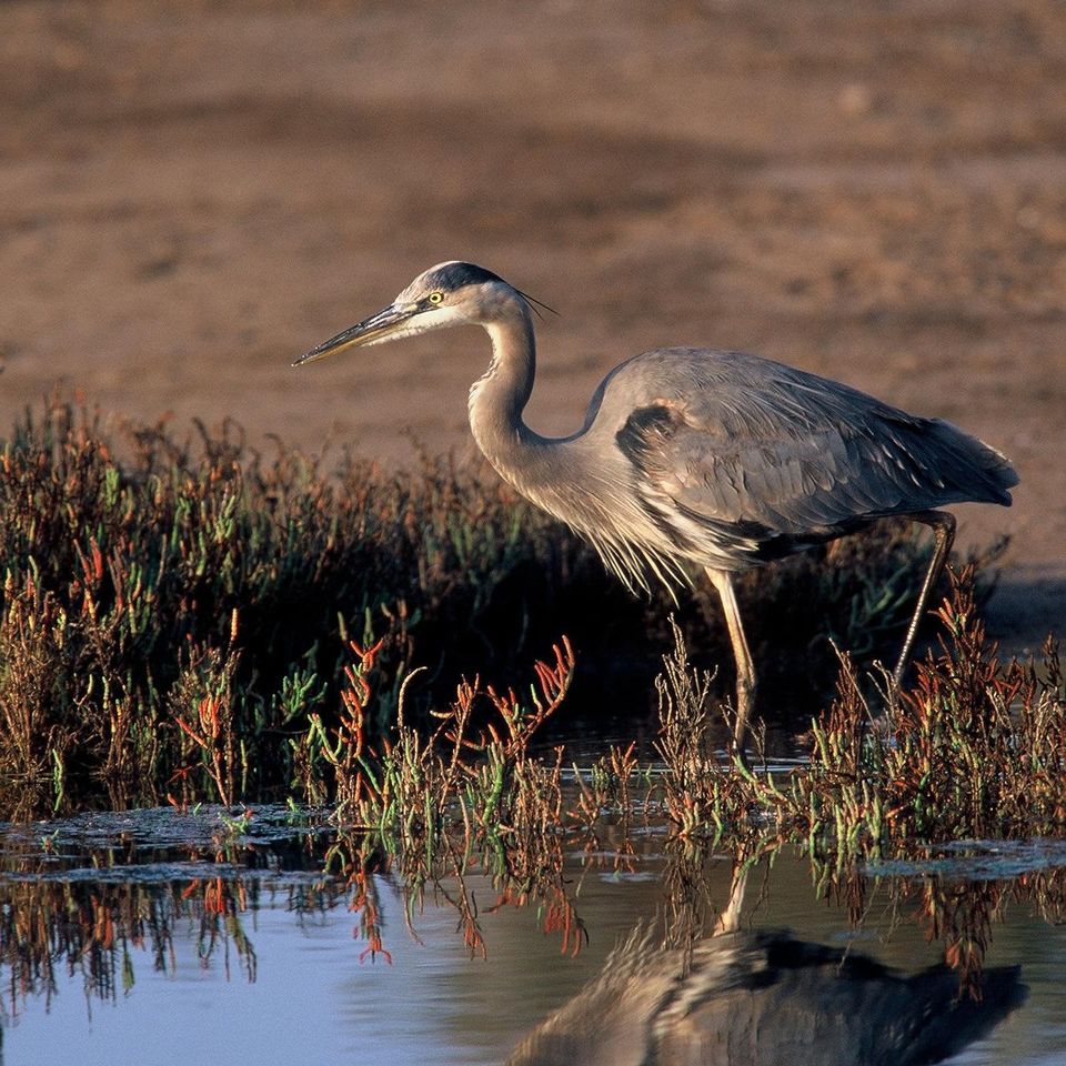 Chuckgraham greatblueheron img04720121203 1865 1uiftuc 0