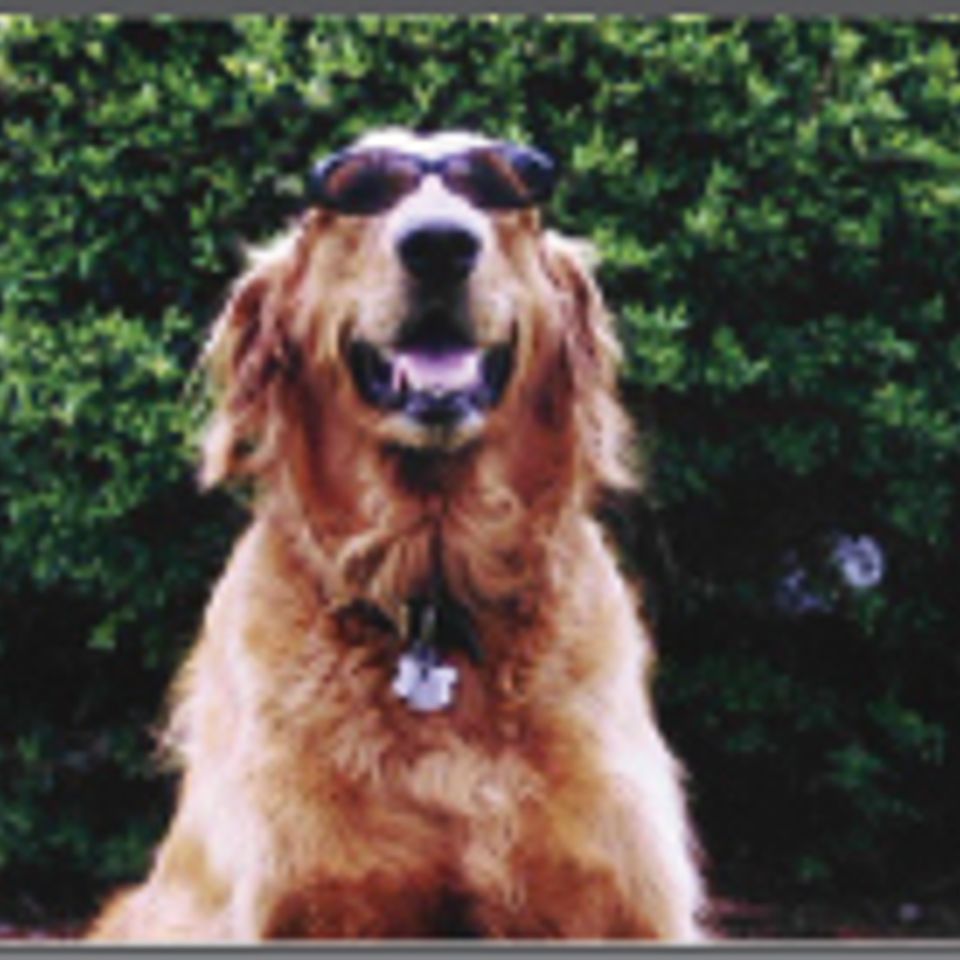 Top dog