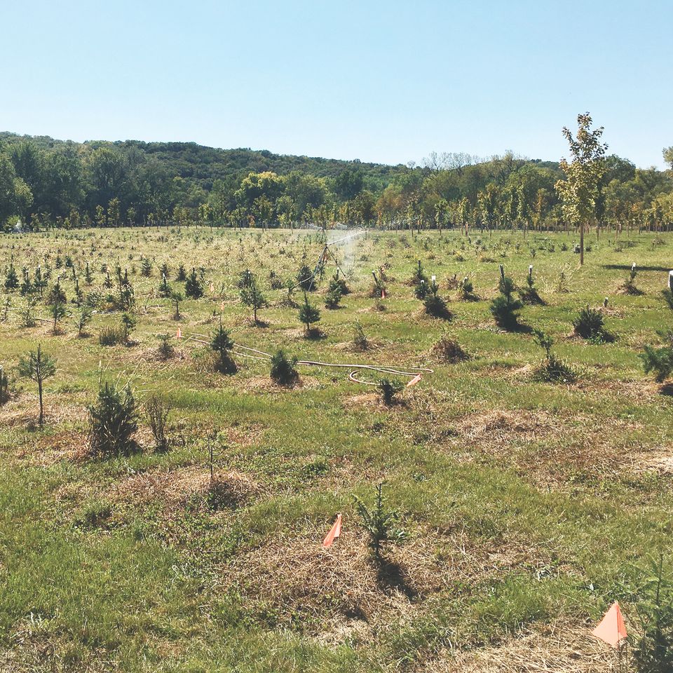Isomtreefarm
