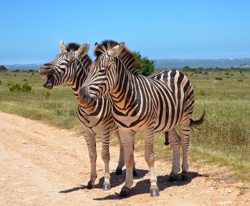 Zebra g72f4923c8 1920