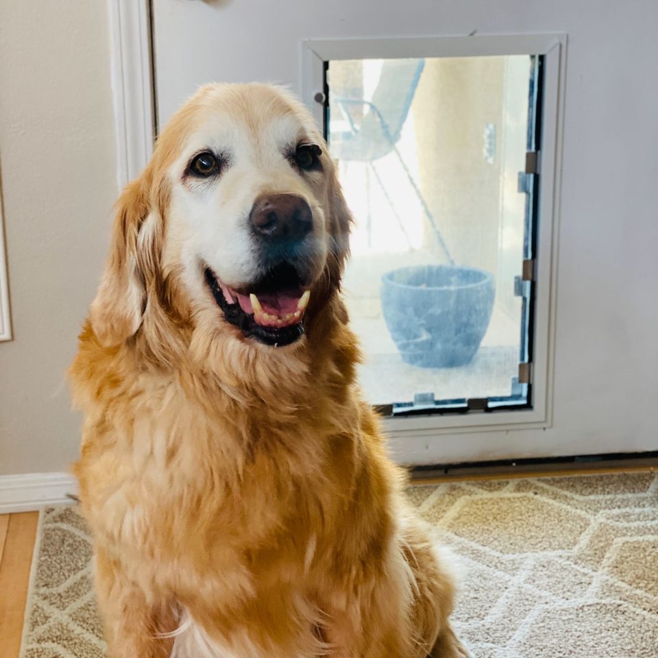 Retriever   door